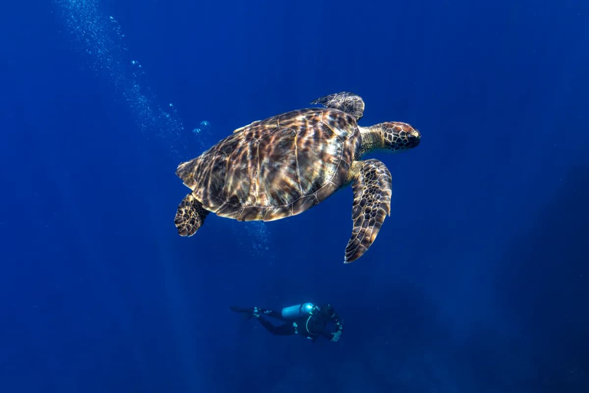 Green sea turtle swimming with a diver in the Saba Marine Park