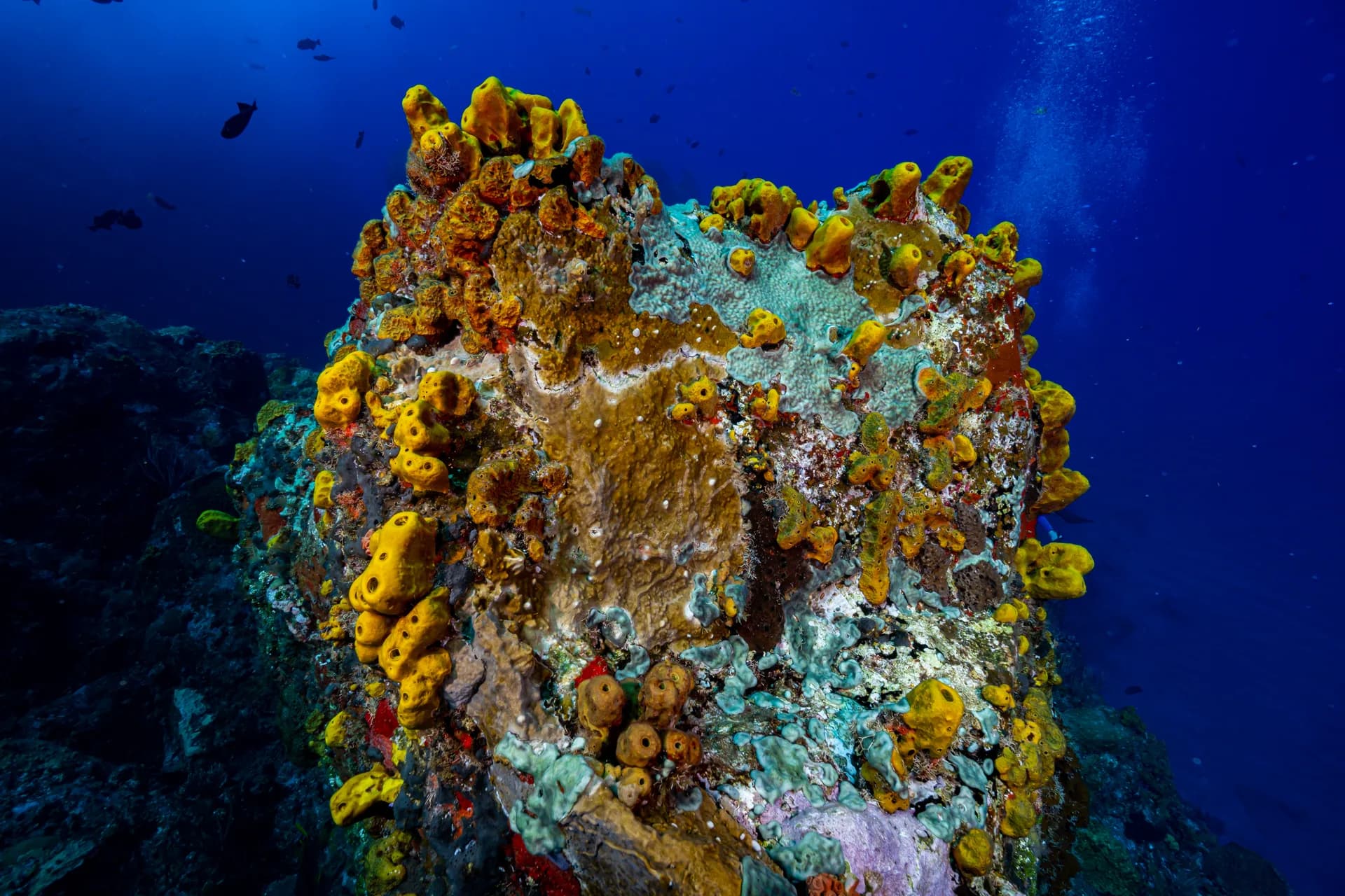 Diving at Wells Bay in the Saba Marine Park