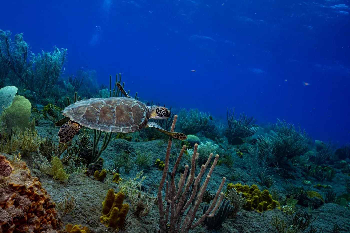 Green turtle gliding over healthy coral reef with sea fans and sponges, Saba.