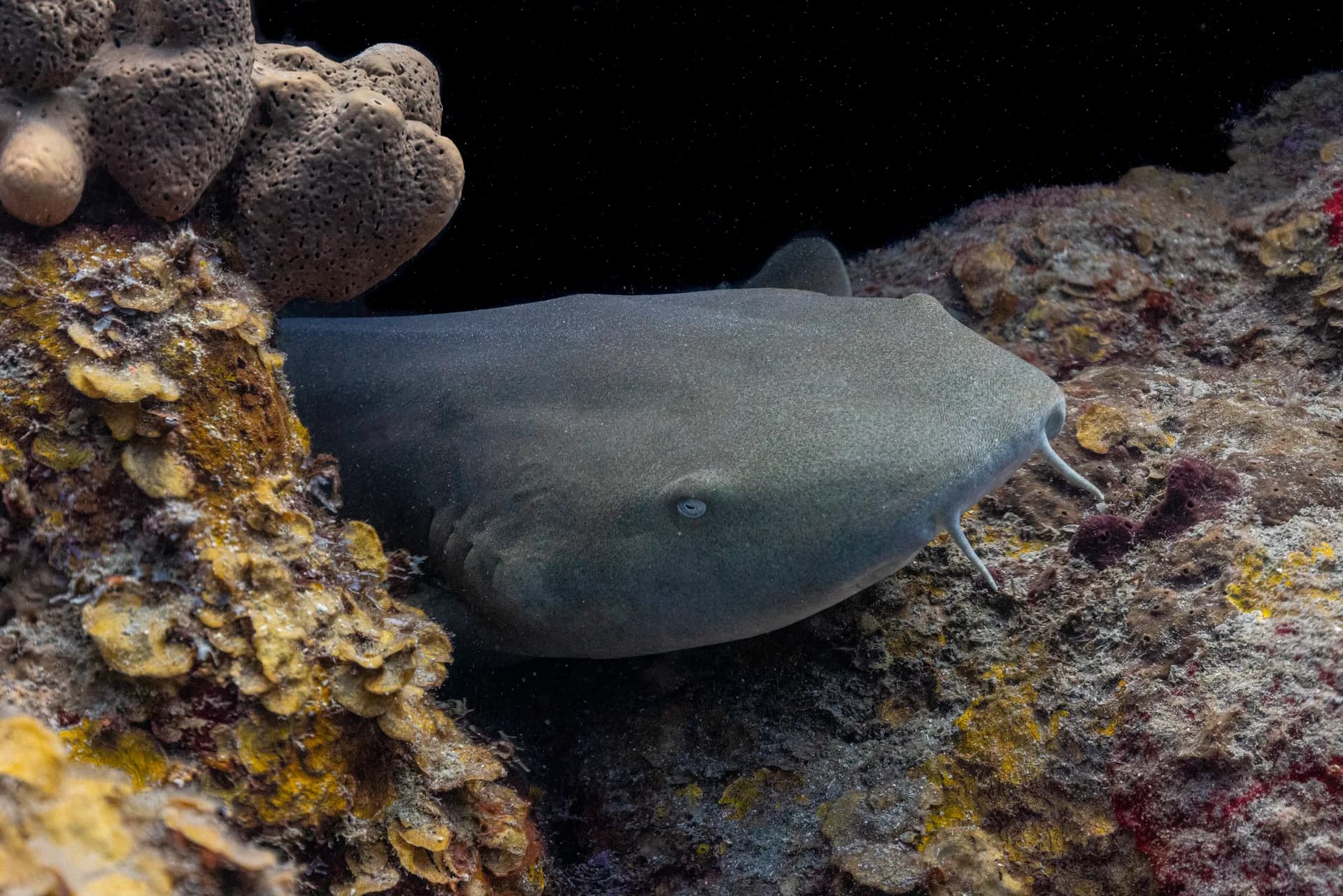 Nurse shark resting on the sandy bottom at Ladder Bay, Saba.